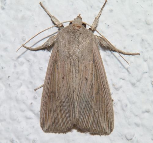 Réf. 160 115 : Mythimna riparia