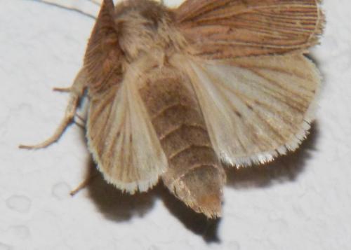 Réf. 160 116 : Mythimna riparia
