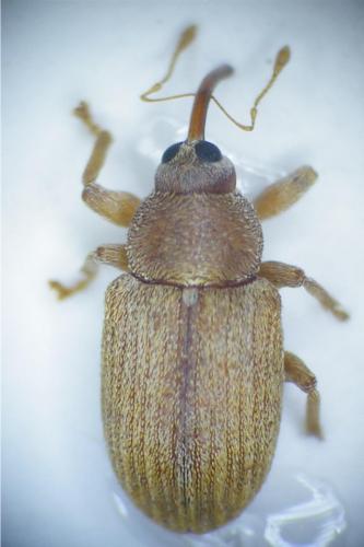 Réf. 160 450 : Lignyodes helvolus