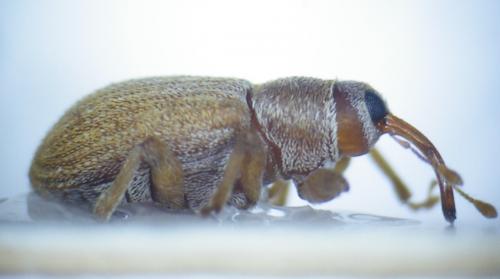 Lignyodes helvolus