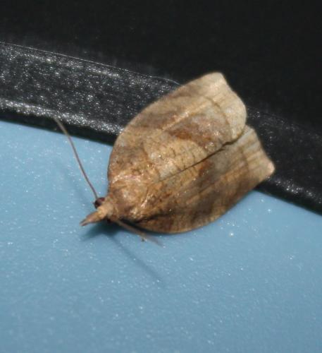 Pandemis dumetana