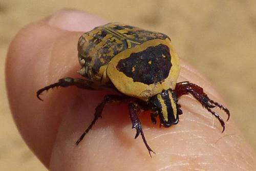 Euryomia argentea