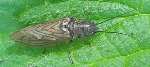 Sialis sp.