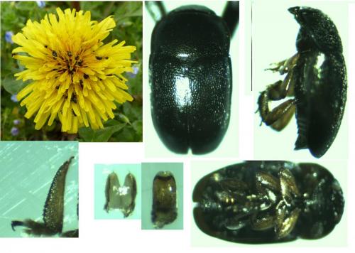 Brassicogethes viridescens