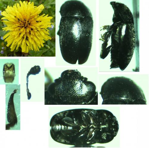 Brassicogethes aeneus