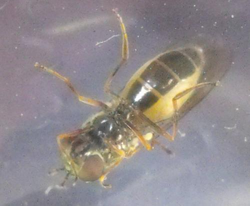 Melanostoma sp.