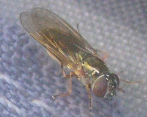 Melanostoma sp.