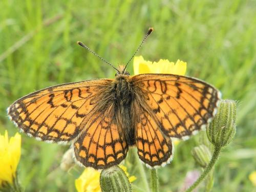 Melitaea parthenoides