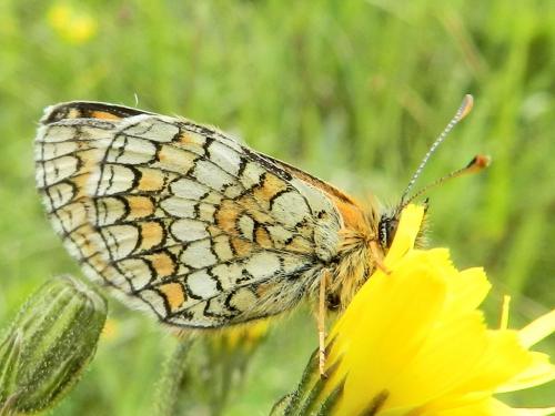 Melitaea parthenoides