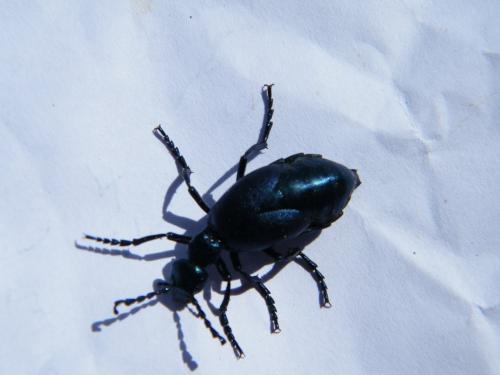 Meloe violaceus
