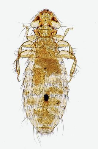 Eomenacanthus stramineus