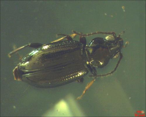 Réf. 160 290 : Bembidion properans