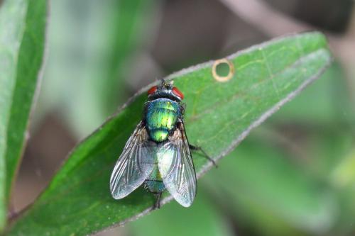 Lucilia sp.