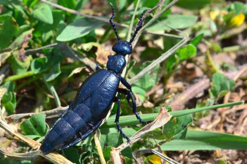Meloe proscarabaeus
