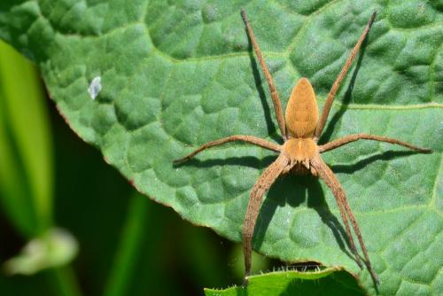 Pisaura mirabilis