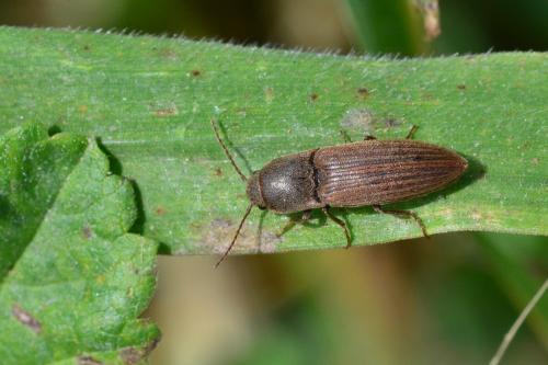 Agriotes lineatus