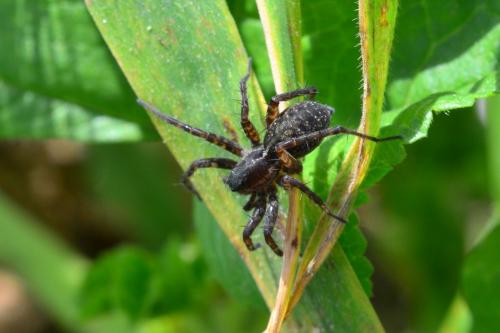 Pardosa sp.