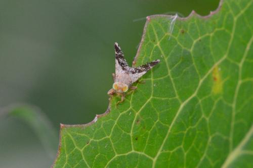 Réf. 160 122 : Tephritis formosa