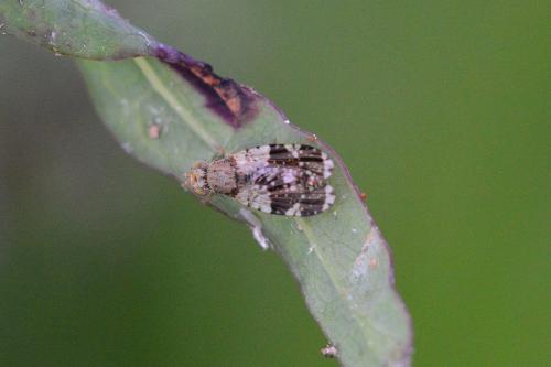 Réf. 160 123 : Tephritis formosa