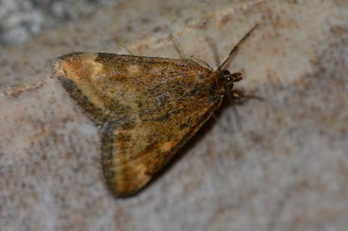 Pyrausta despicata