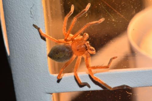 Olios argelasius