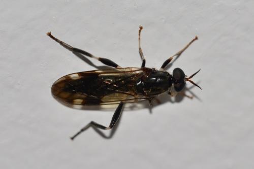 Exaireta spinigera