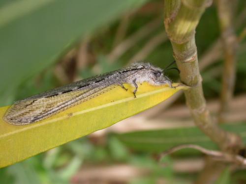 Réf. 160 459 : Acanthaclisis occitanica