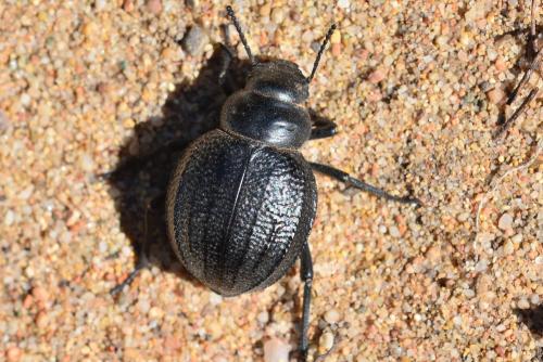 Réf. 160 462 : Pimelia sp.