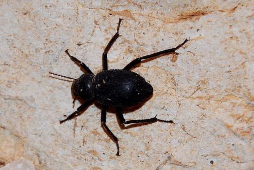 Réf. 160 478 : Trachyderma hispida