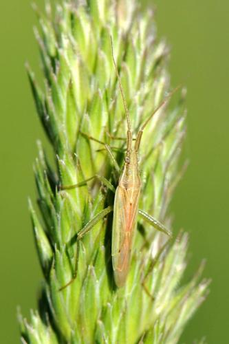 Stenodema laevigata
