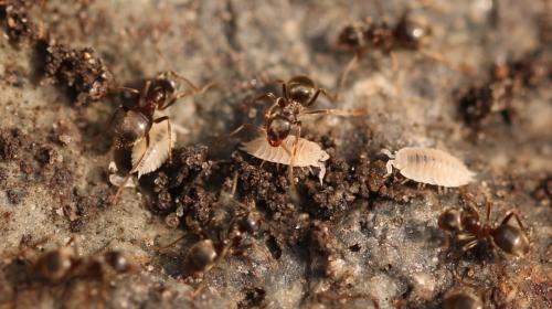 Platyarthrus hoffmannseggii