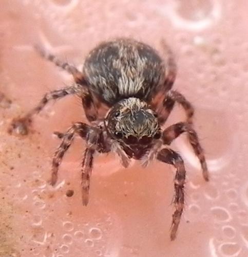 Pseudeuophrys lanigera