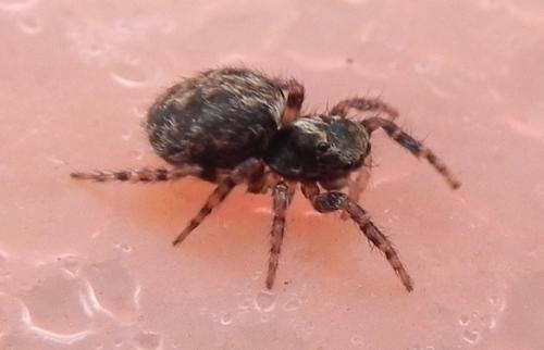Pseudeuophrys lanigera