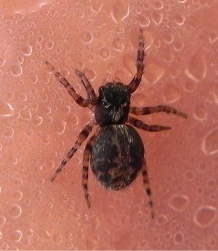 Pseudeuophrys lanigera