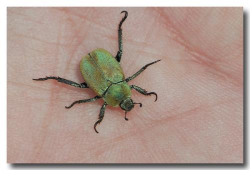Hoplia argentea