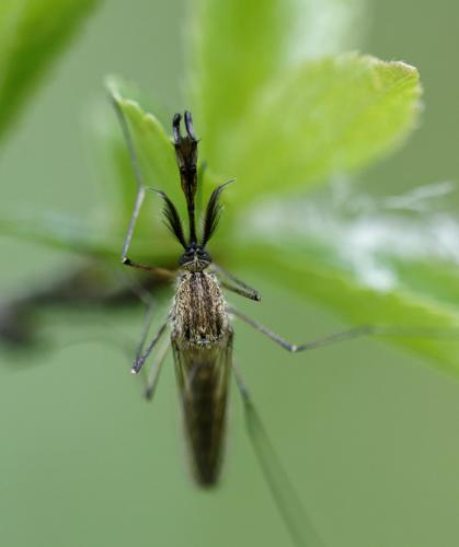 Réf. 160 897 : Aedes geniculatus