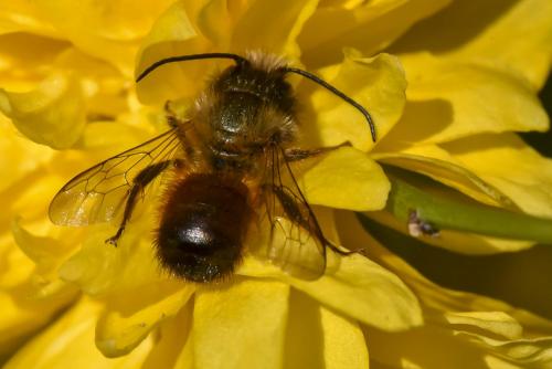 Réf. 160 147 : Osmia bicornis
