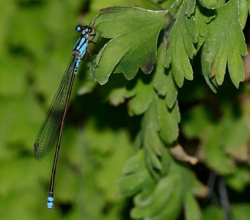 Réf. 160 772 : Coenagriocnemis reuniense