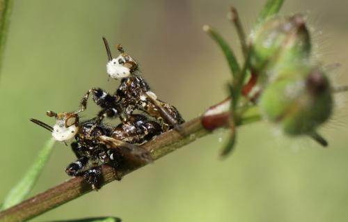Myopa picta