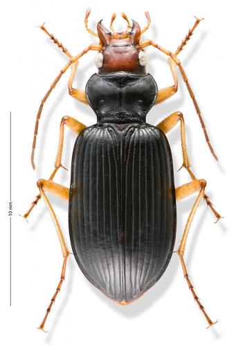 Réf. 160 281 : Nebria picicornis