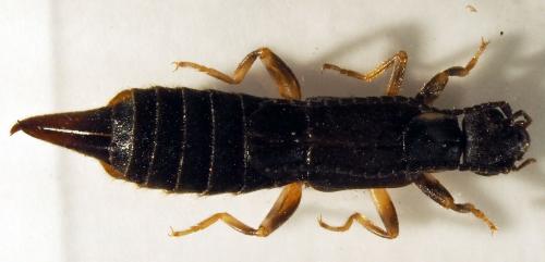 Nala lividipes