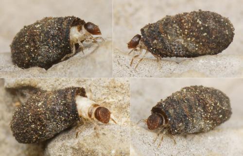 Cryptocephalus sp.