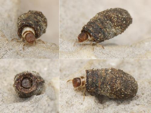 Cryptocephalus sp.
