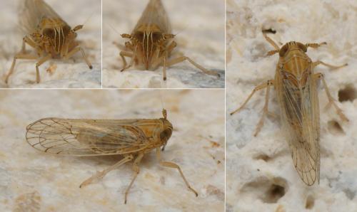 Dicranotropis beckeri