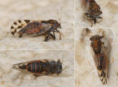 Cacopsylla pulchella