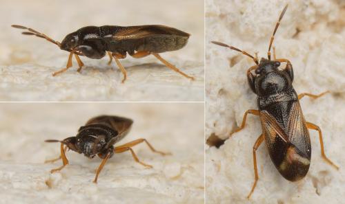 Megalonotus praetextatus