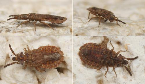 Aradus cinnamomeus