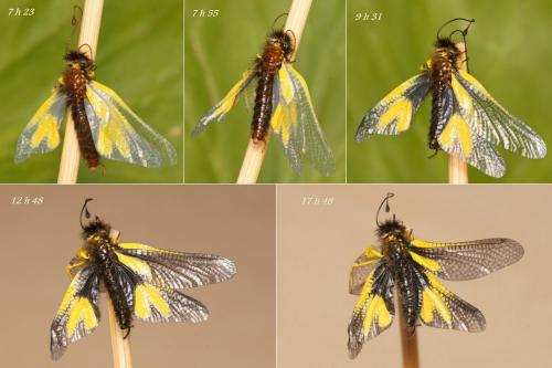 Libelloides coccajus