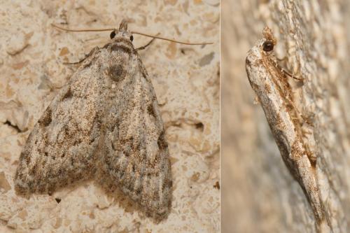 Nola confusalis