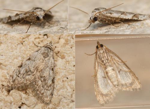 Nola confusalis